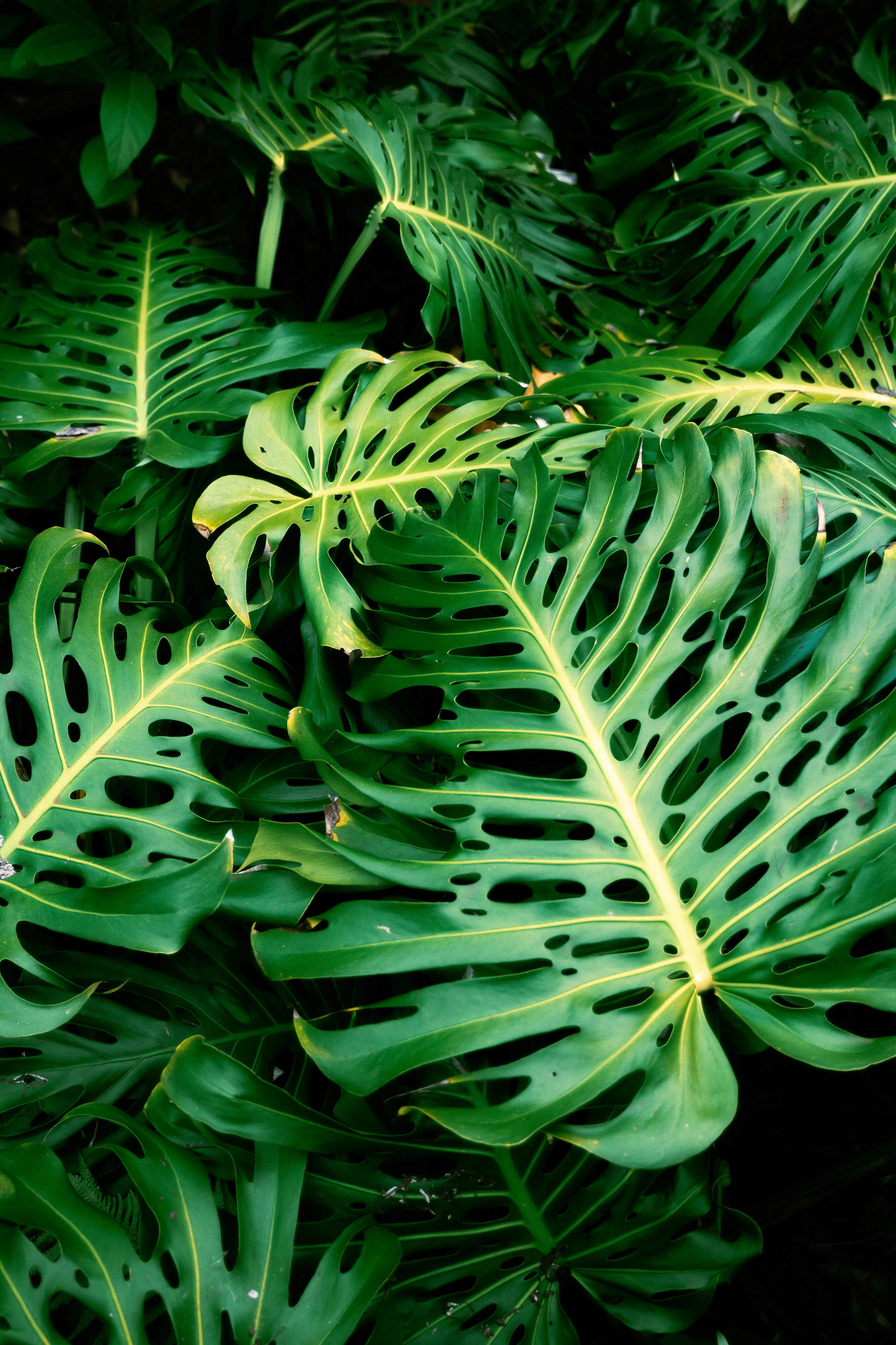 Lush tropical monstera leaves with split fronds